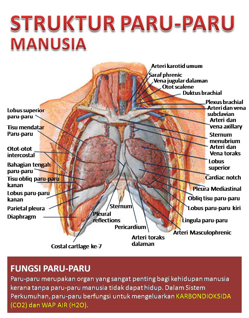 Image result for paru paru